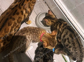 Beautiful bengal kittens ready for a new home today