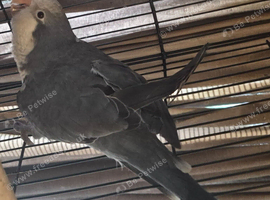 Monk  parrot