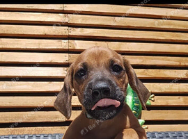 Rhodesian ridgeback looking for their forever homes