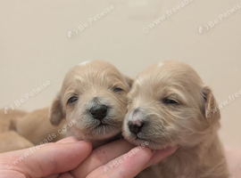 F1 Apricot & Cream Maltipoo Puppies