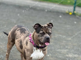 Black merle girl