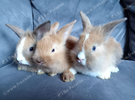 3 mini lion lops ready 30th June