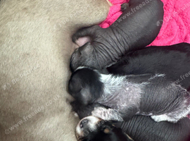 Chinese crested x dachshund
