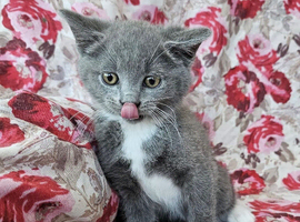 5 British shorthair crossed for sale