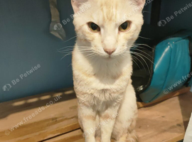 Bengal & X Young Adults & Older kittens