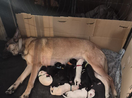 Belgian mali and Dalmatian puppies