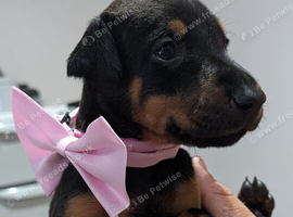 Healthy Full doberman
