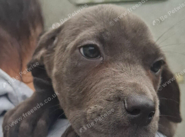 PUP'S FOR SALE &pound;650ono your perfect pet is here waiting for you