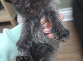 Cute persian kittens  ️