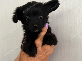 4 yorkiepoos girls and boys ready next Friday !!!!