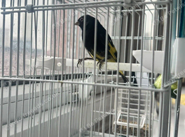 Black Siskin