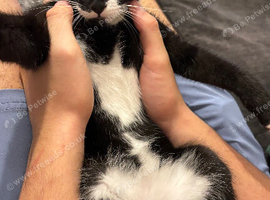 Kitten needing a new home