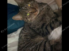 Tabby x bengal