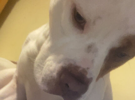 Bella