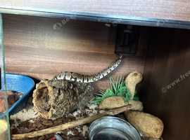 Beautiful Royal Python ( cinnamon? )