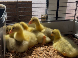 Embden goslings for sale