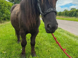 Bonnie Black - sweetest Shetland Pony ever