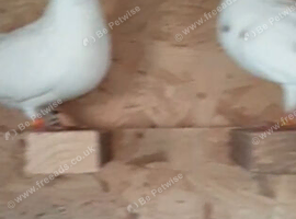 Birmingham rollers stock birds pure white