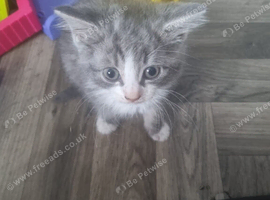 Lovely fuffly blue girl kitty