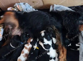 Beautiful Cavalier King Charles Spaniel Puppies Looking for Loving Homes