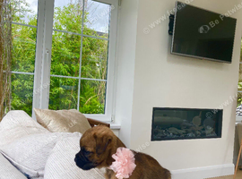 KC registered high quality Border Terriers