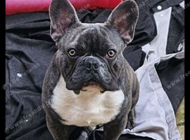 Forever home wanted for monty