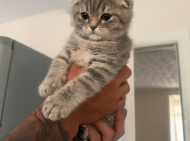 Scottish Fold Kitten for Sale