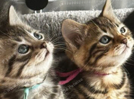 bengal cross kittens