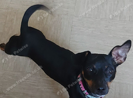 Dachshund cross jack Russel