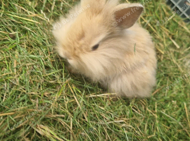 Baby Lionheads