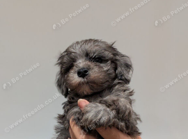 Toy Poodle x Maltese F1 pups