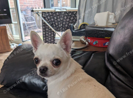 Smoothcoat chihuahua