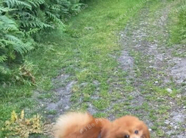 Rehome