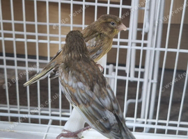 High Quality Raza jaspe Canaries &ndash; UK Champion Bloodlines