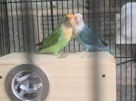 2 bonded love birds