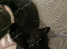 Male kitten