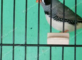 Zebra finches