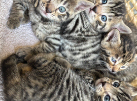 Bengal mix kittens