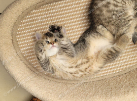 Chinchilla Scottish Fold kittens
