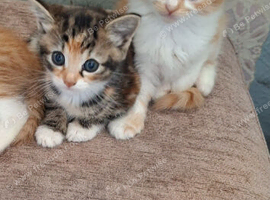 1 tortie girl