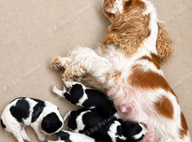 Six Beautiful KC Show Cocker Spaniels Puppies