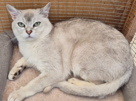 Pedigree Male Burmilla Cat
