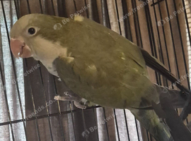 Monk  parrot