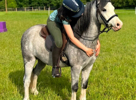 12.2 gelding 5 year old Thor