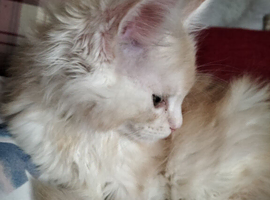 Maine Coon GCCF reg.