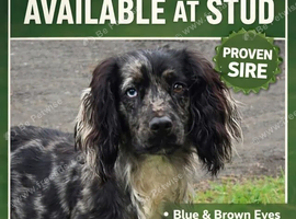 Merle stud dog