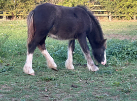 Mini cob colt foal