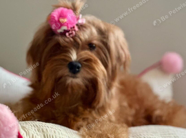 Beautiful maltipoo girl