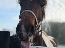 2year old warmblood x cod