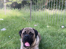 Selling my 2 year old male cane corso